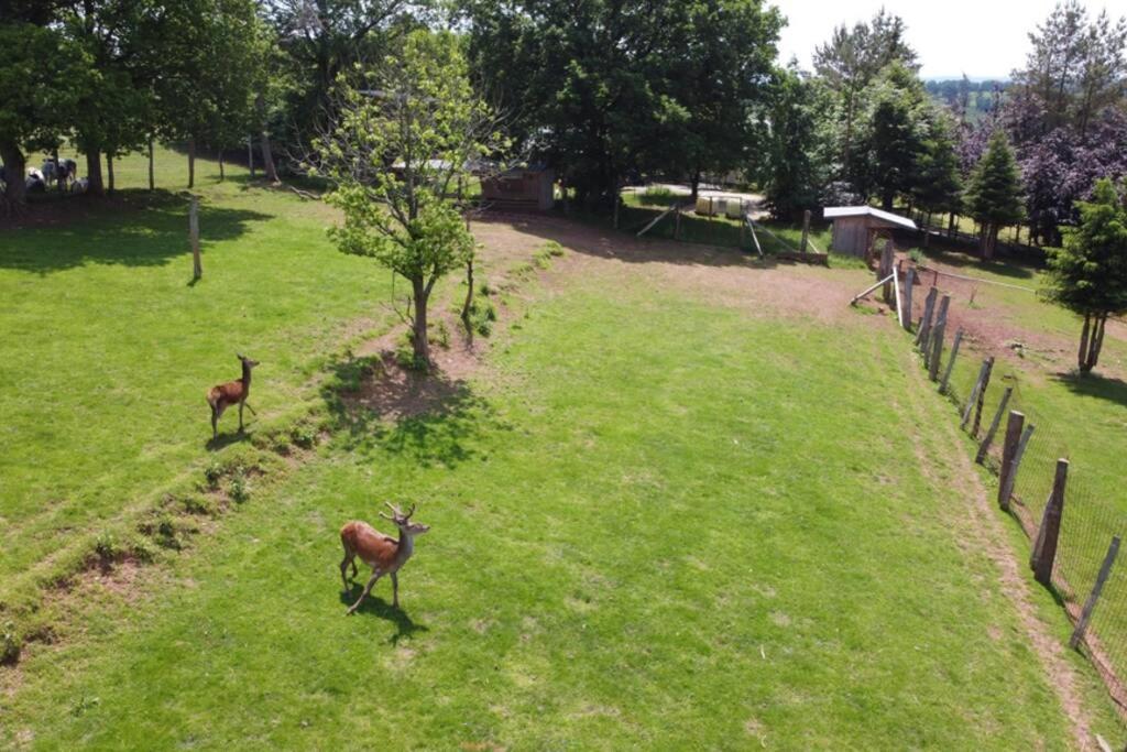 Le Grand Cerf 25 Pers, Malmedy- Chalet Rustique, Jardin Bagian luar foto
